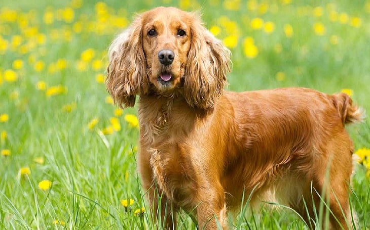 are russian spaniels friendly or dangerous to strangers