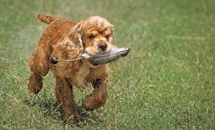 Cocker Spaniel on training field