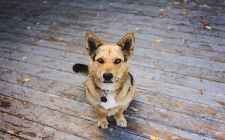 Corgi Shepherd (German Shepherd and Welsh Corgi mix)