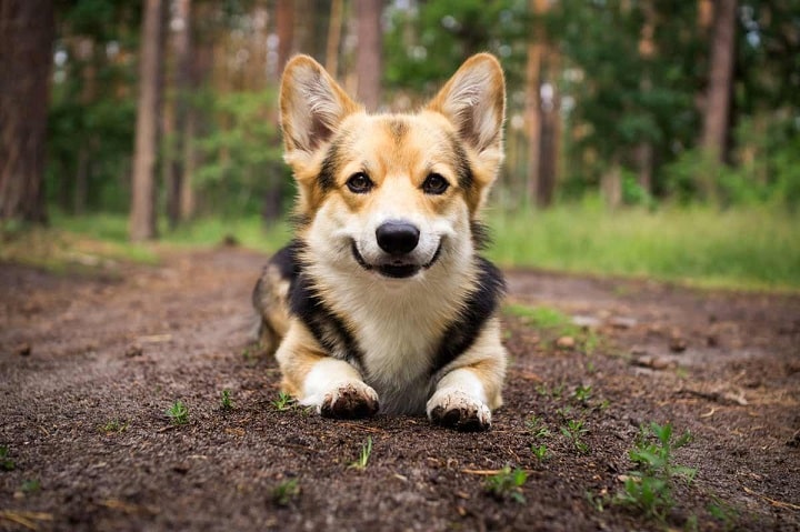 Corgi Shepherd puppy