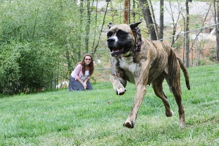 Daniff dog running on the field