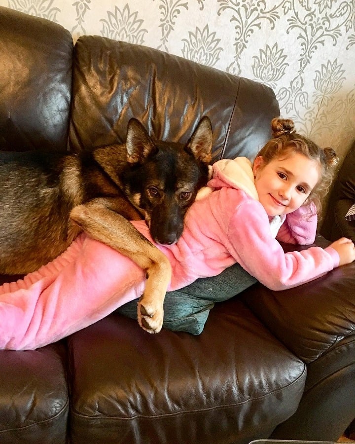 Gerberian Shepsky laying with a baby girl