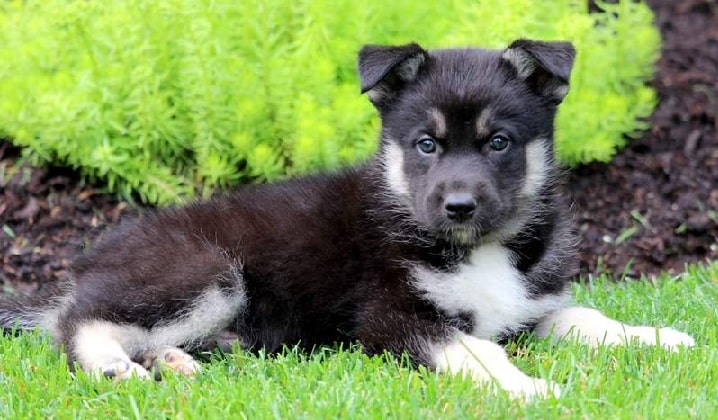 Gerberian Shepsky puppy laying on the grass