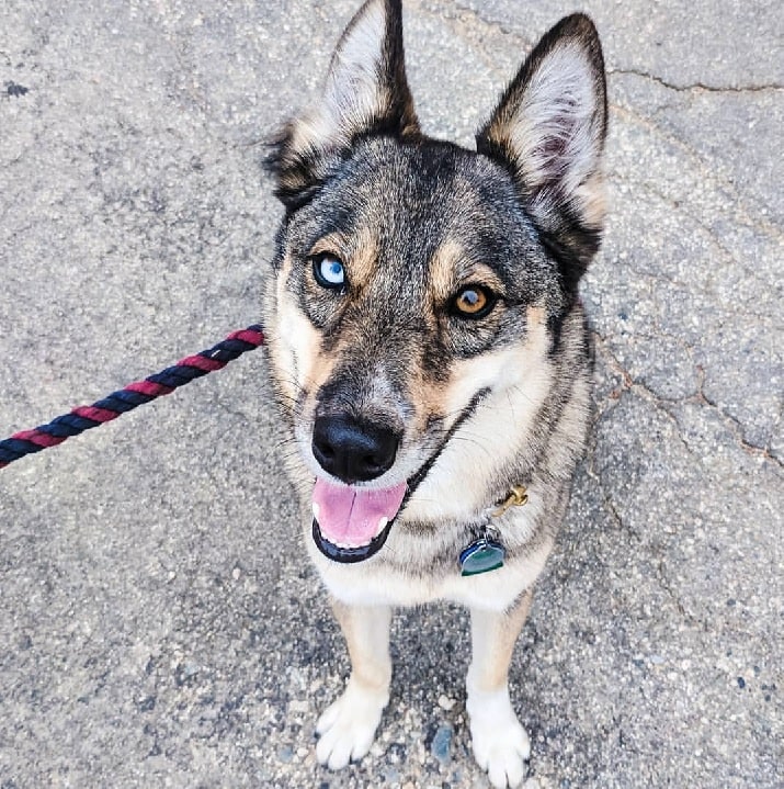 Gerberian Shepsky with blue and brown eyes