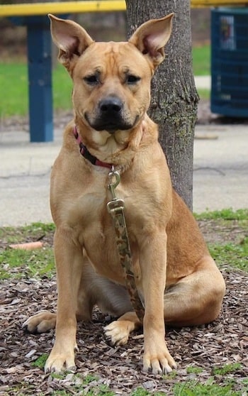 German Pit Sitting on the ground