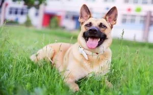 Golden Shepherd Dog personality,behavior, and temperament