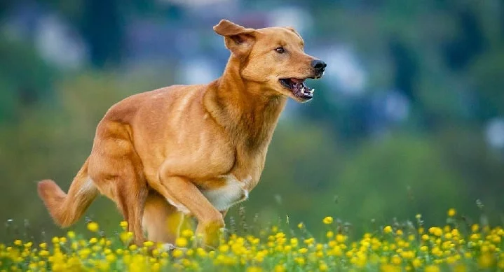 Golden Shepherd Dog running on the field