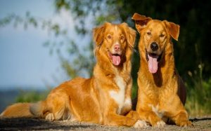 Golden Shepherd