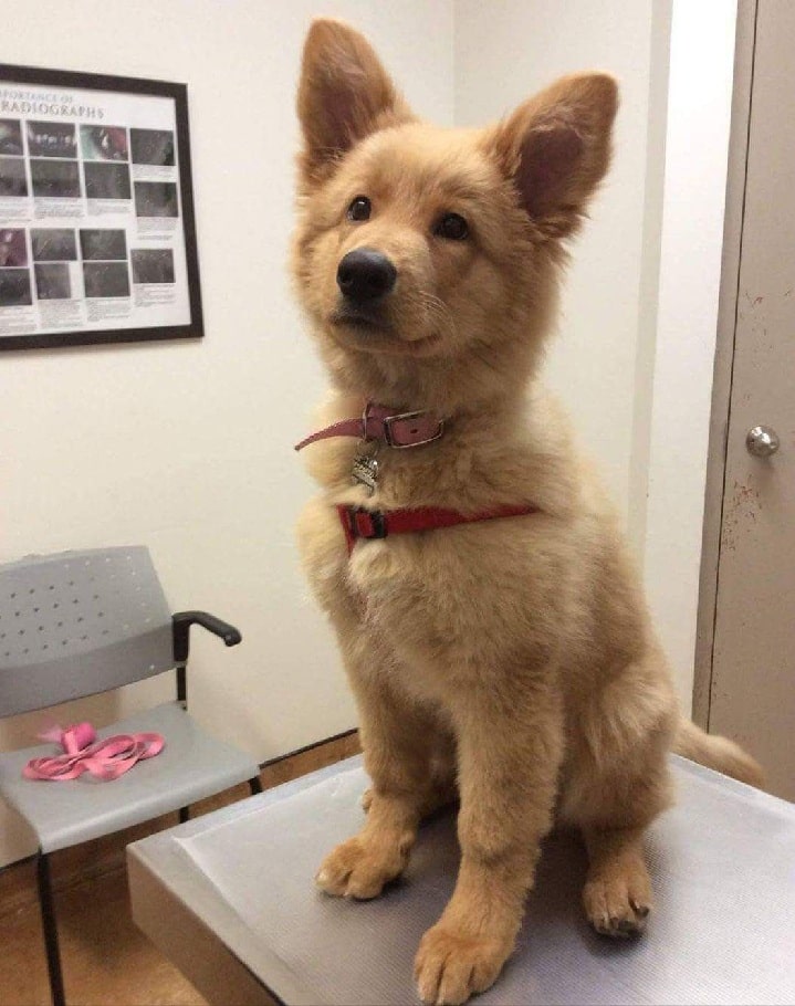 Golden Shepherd Puppy sitting