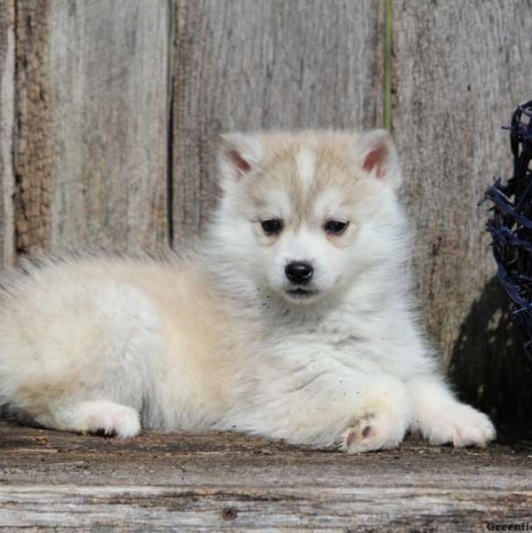 Huskimo Puppy sitting