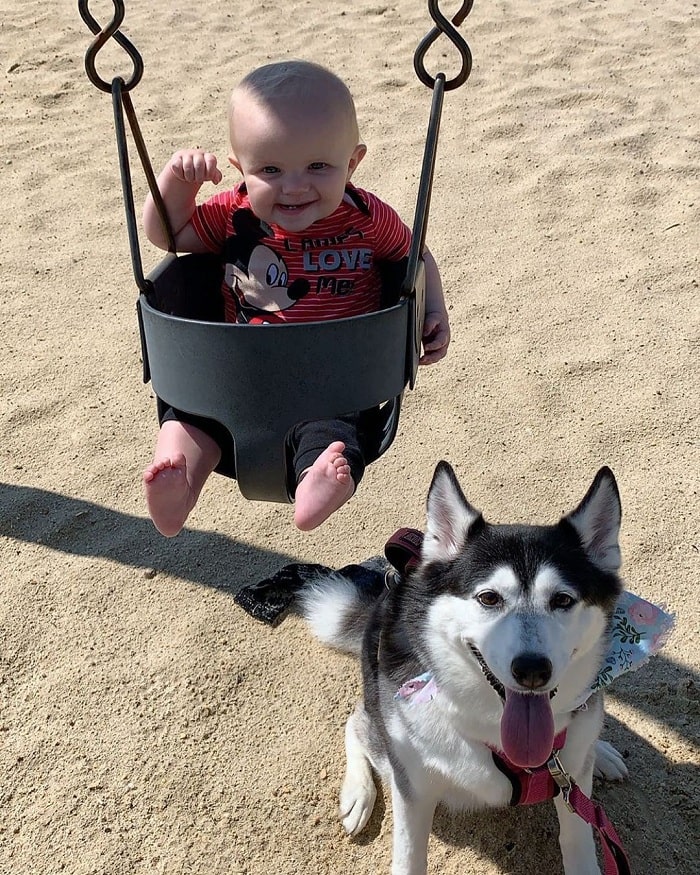 Huskimo playing with a baby