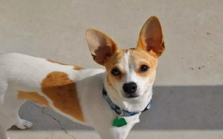 jack russell mixed with chihuahua