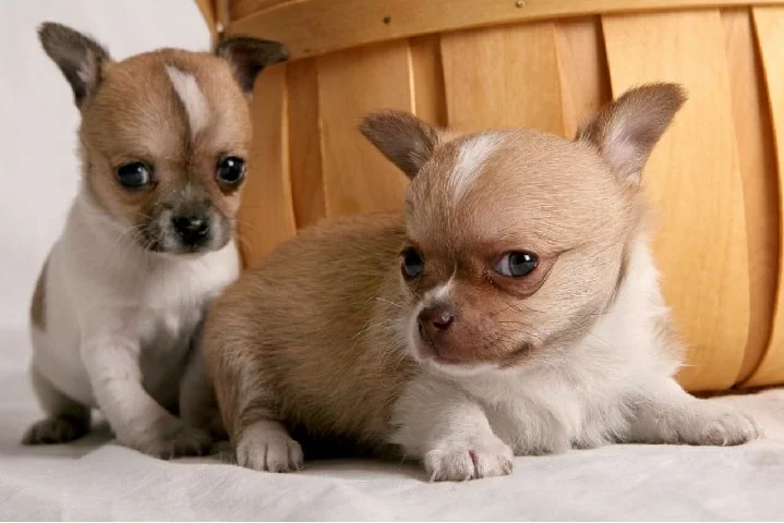 Jack Chi puppies