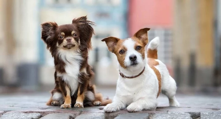 Jack Russell and Chihuahua sitting