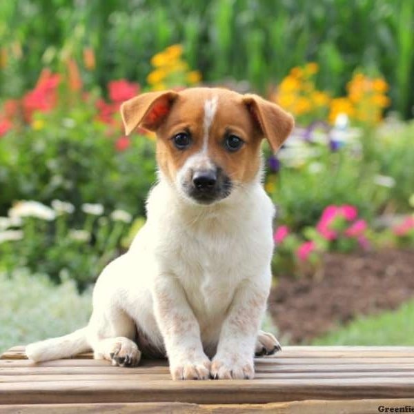 jack russell cross beagle puppies