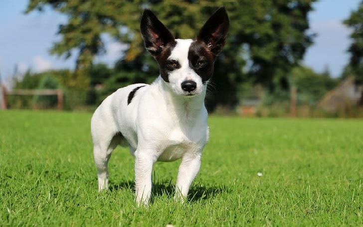 do terrier chihuahua shed