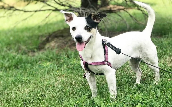 Chihuahua and terrier mix hot sale dog