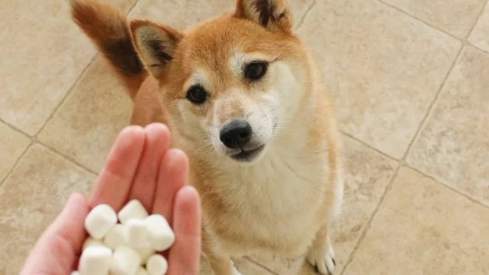 Marshmellow treat for Akita