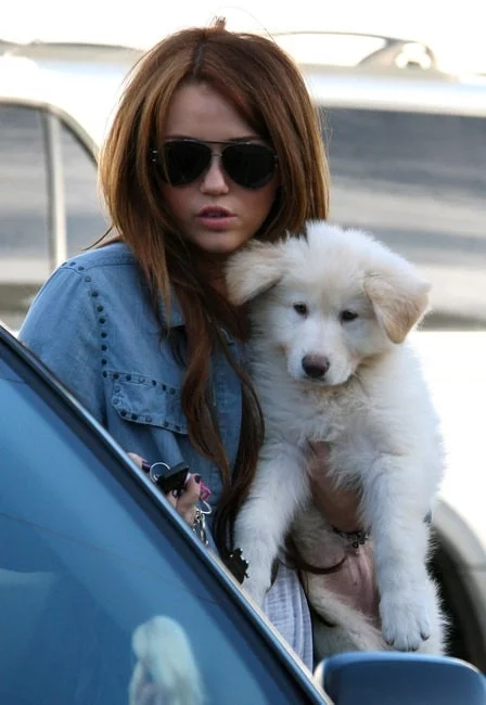 Miley cyrus with her White German Shepherd puppy