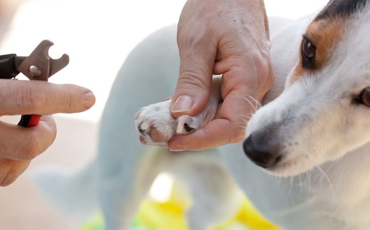 An owner clipping her dog's nails.