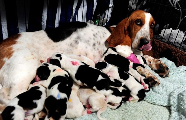 newborn basset hound