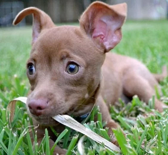 Pit Chi Puppy