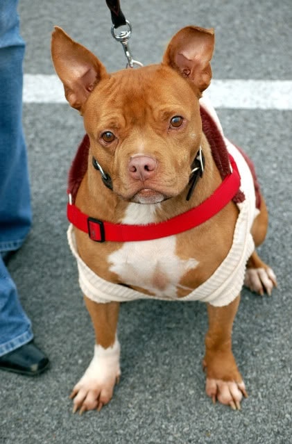 Pit Chi sitting on the floor