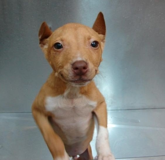 Pit Chi smiling at the camera