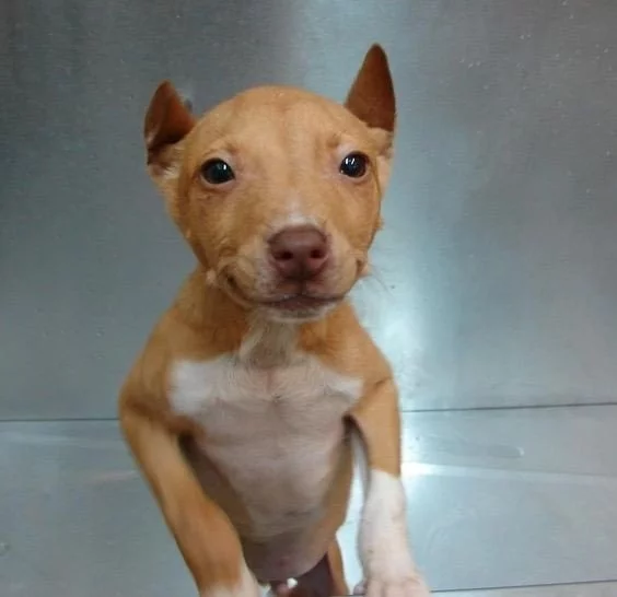 Pit Chi smiling at the camera