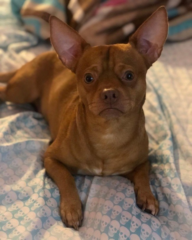 Pithuahua sitting on the bed