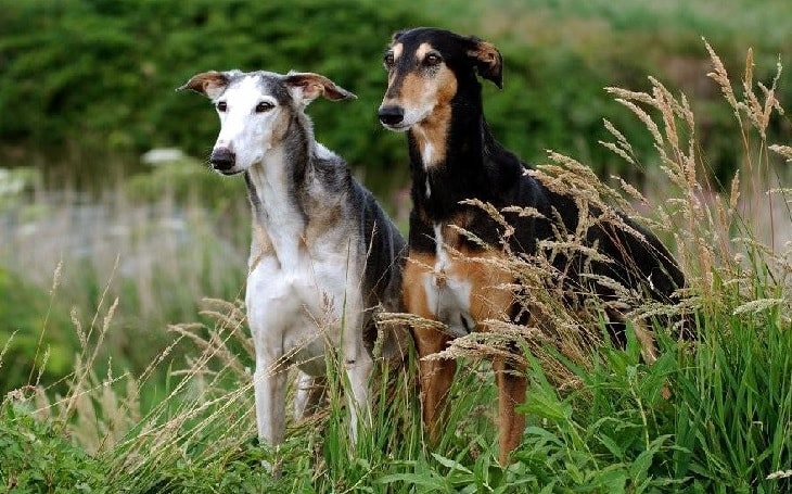 All About Polish Greyhound Polski Origin Behavior Trainability All About Polish Greyhound Polski Origin Behavior Trainability