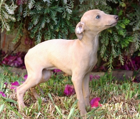 Polish Greyhound Puppy standing