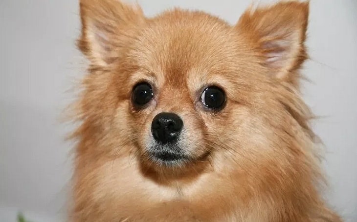 pomeranian terrier chihuahua mix