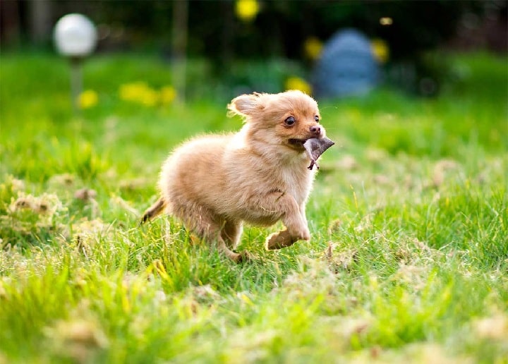 Pomchi puppy