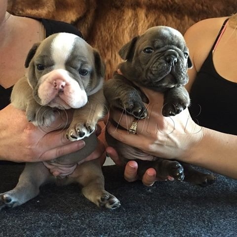 Shorty Bulldog Puppies