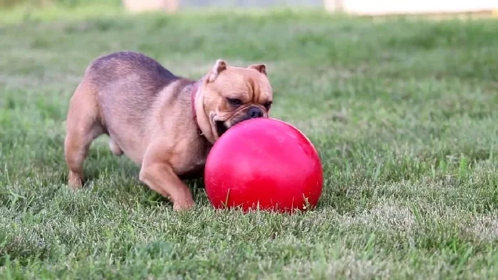Shorty Bulldog playing ball