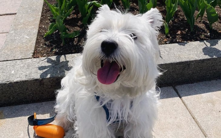 West Highland White Terriers Is Very Quick.