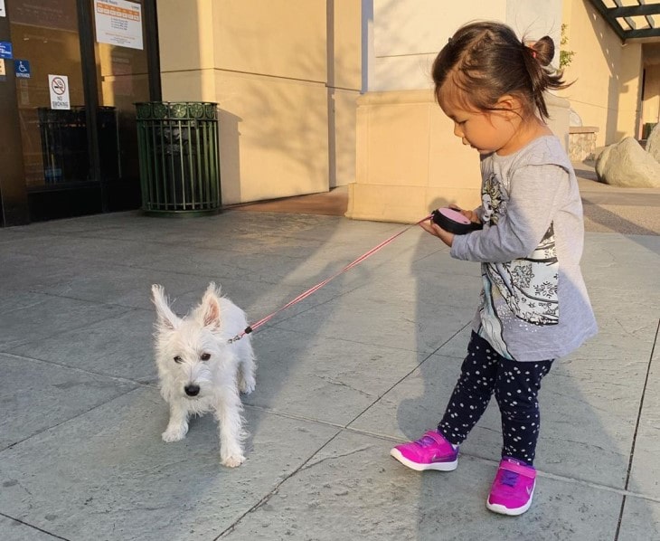 West Highland White Terrier Is Gentle With Kids.