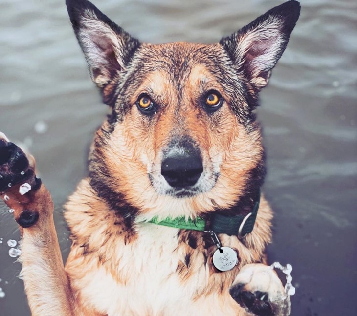 West Siberian Laika Makes Good Watchdog.