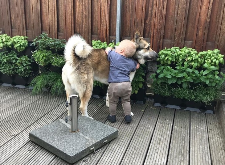 West Siberian Laika Is Good With Kids.