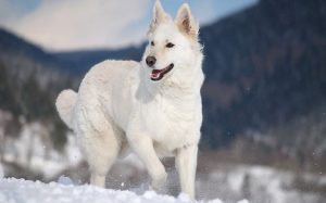 White German Shepherd personality and temperament