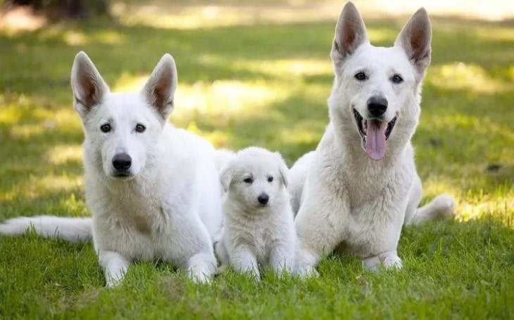 at what age is a white swiss shepherd dog full grown