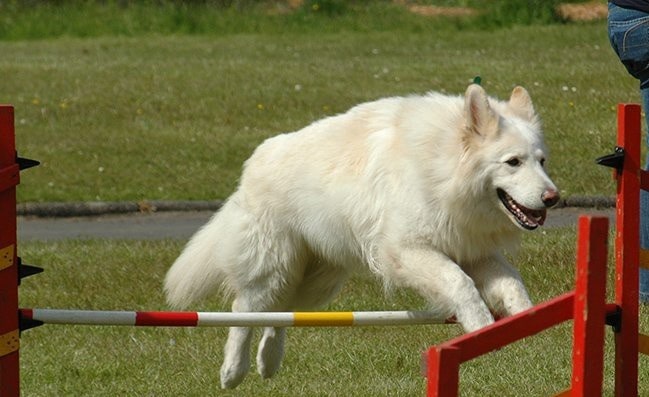 White German Shepherd agility training