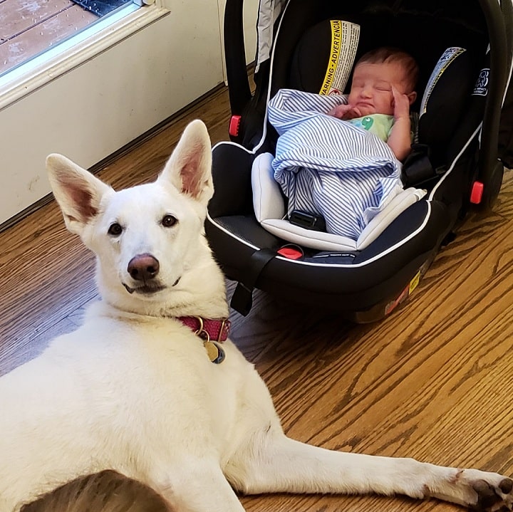 White German Shepherd guarding the baby