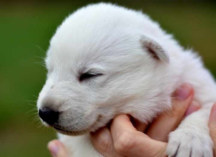 White German Shepherd puppy