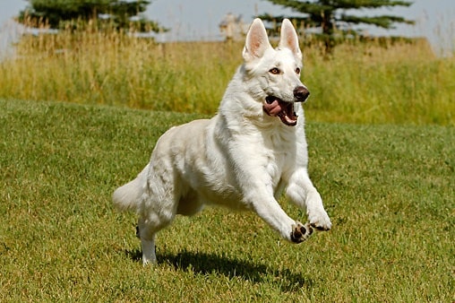 White German Shepherd running