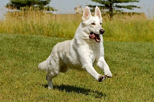 White German Shepherd running