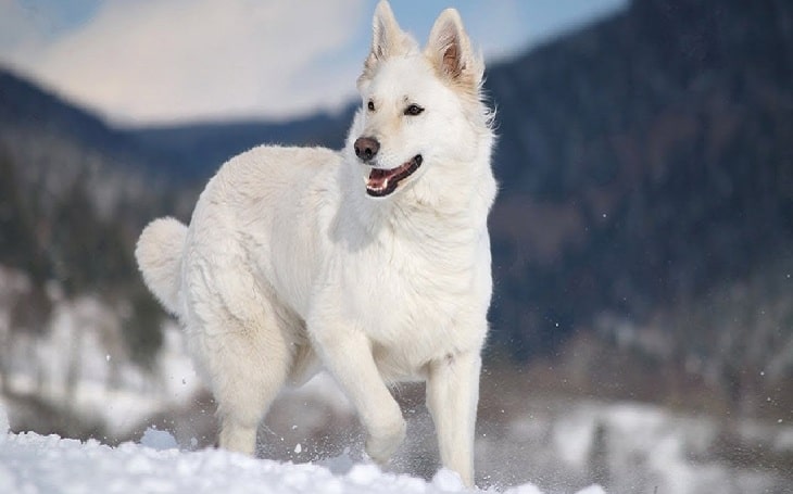 White German Shepherd Temperament and Personality - Child Friendly and ...