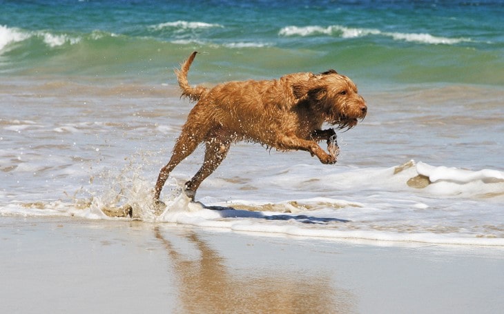 Wirehaired Vizsla Is Calm And Gentle Breed.