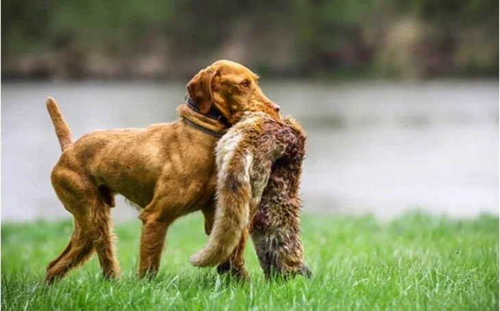 Wirehaired Vizsla Is A Friendly Dog.